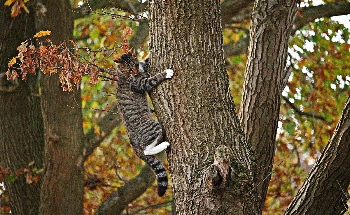 De Kat Landt Altijd Op Zijn Pootjes Dit Is Waarom