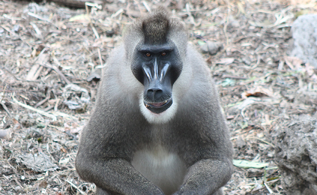 Boor, aap tussen baviaan en mandril