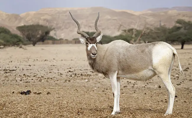 addax 055322