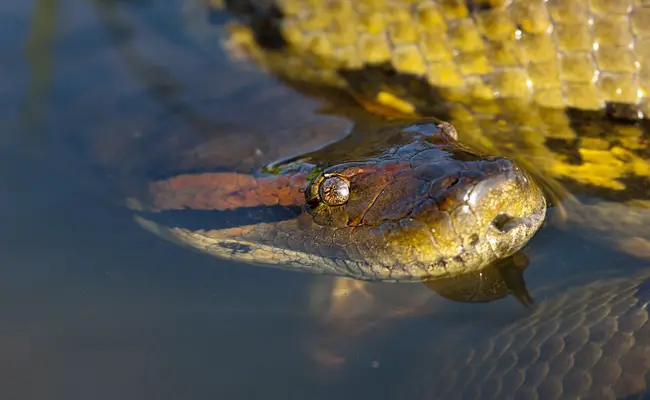 aquatische anaconda