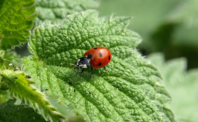 coccinelle 062839