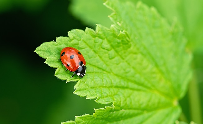 coccinelles 060817