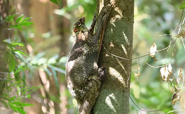 colugo 162637