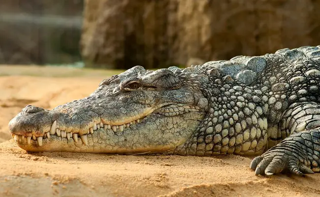 crocodile 085730