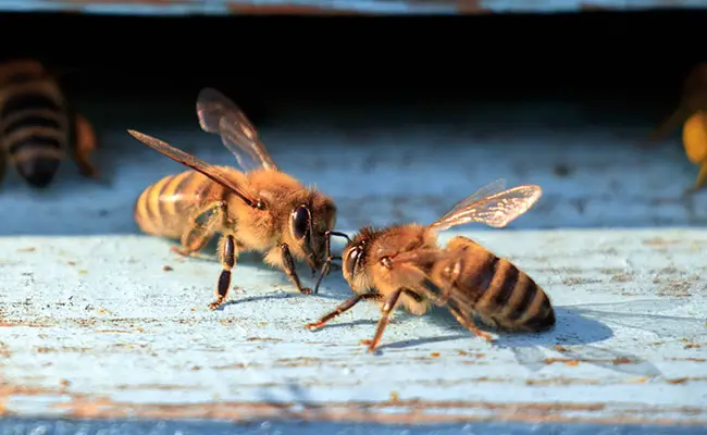 cycle vie abeille 062244