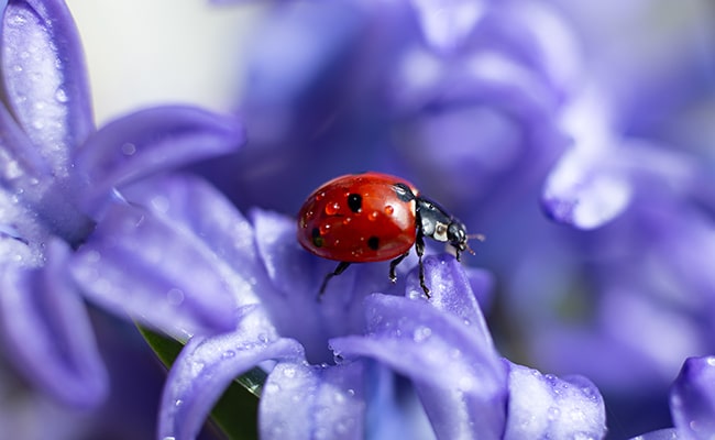 cycle vie coccinelle 062250