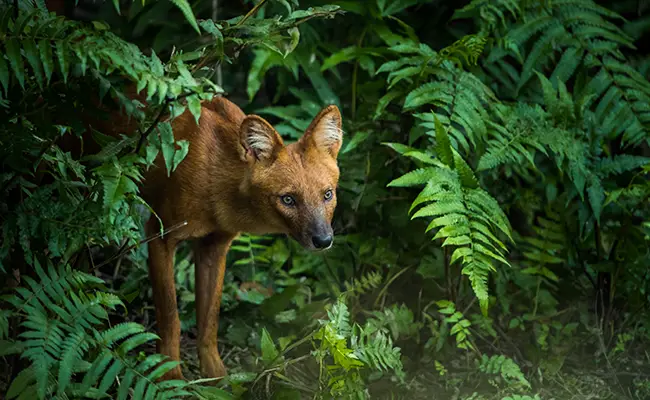 De dhole, een Aziatische wilde hond die in roedels leeft