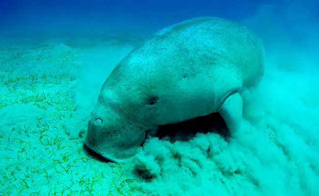 dugong 075527