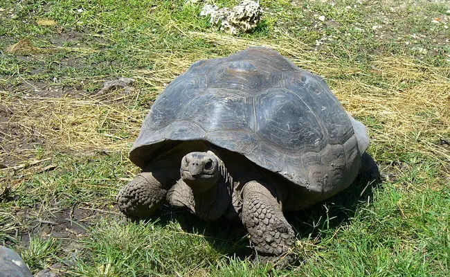 esperance vie tortue 061847