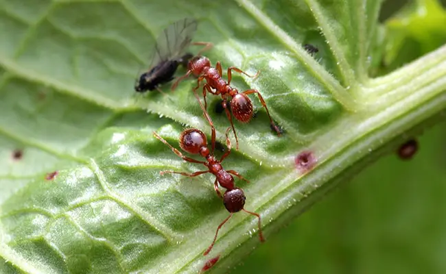 fourmis rouges 063204