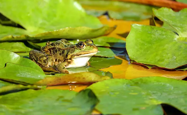 Fysieke eigenaardigheden van de kikker 