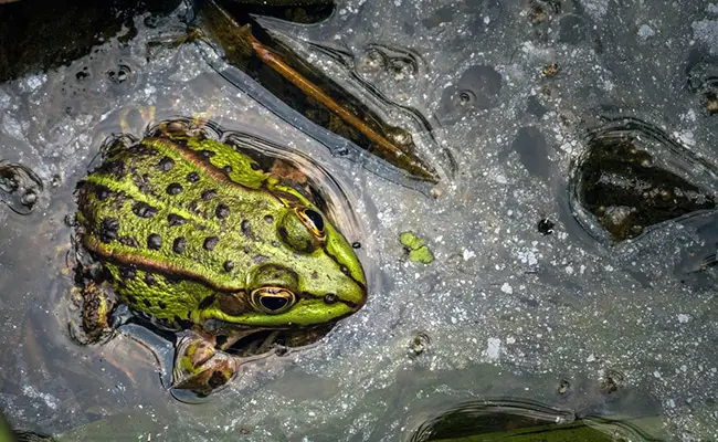 grenouille bois jamais 070819