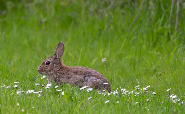 lapin garenne 061456