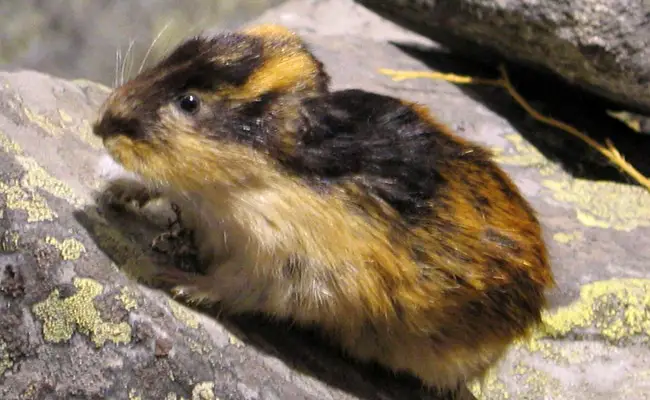 lemming 073053