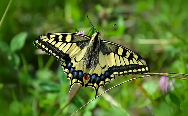 machaon 163255