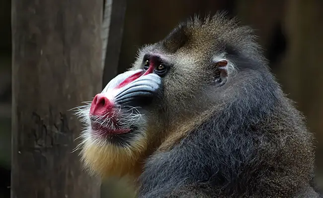 mandrill 081442