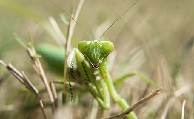 mante religieuse mange male 070050