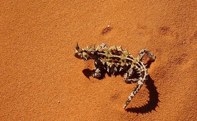 moloch horridus 083902