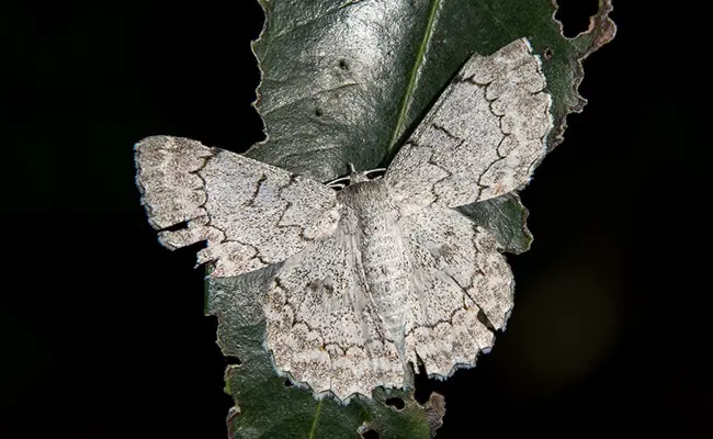 papillon nuit 055451