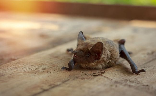 pipistrelle 162742