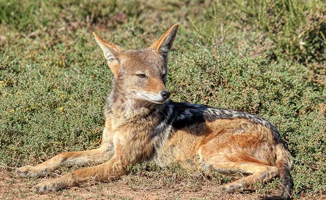 pourquoi chacal mauvaise reputation 085654