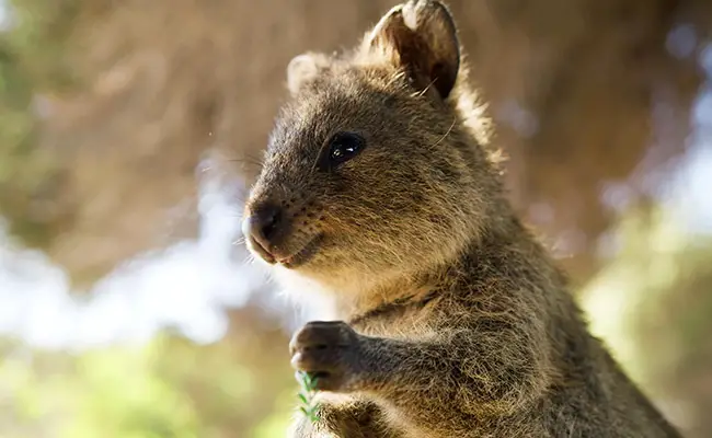 quokka 064031