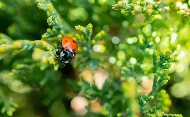 regime alimentaire coccinelles 064540