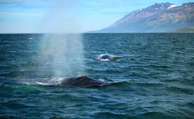 reproduction baleine 062553