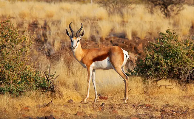 springbok 070245