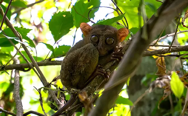 tarsier 070536