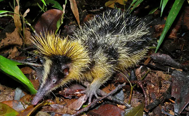 tenrec zebre 070049