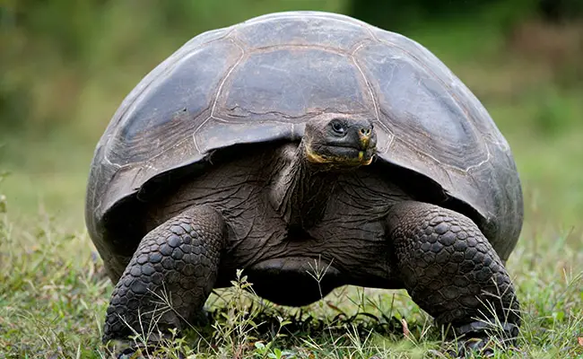 tortue geante galapagos 083959