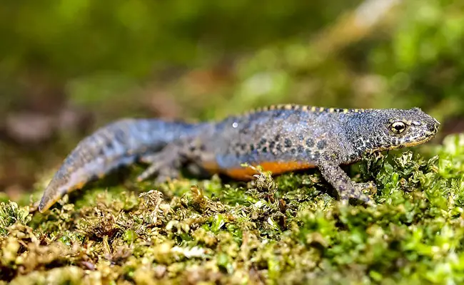 Alpensalamander (Ichthyosaura alpestris)