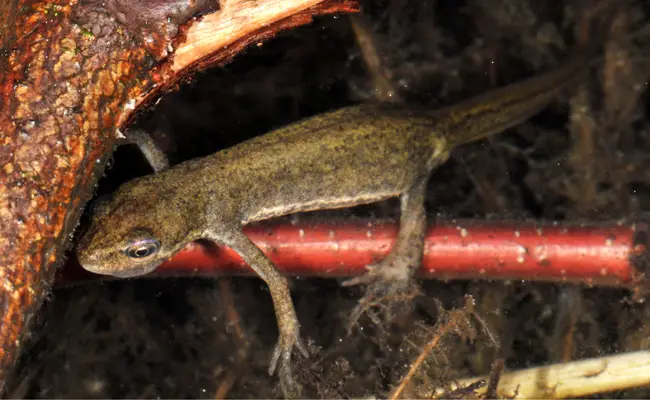 Gevlekte salamander (Lissotriton vulgaris)