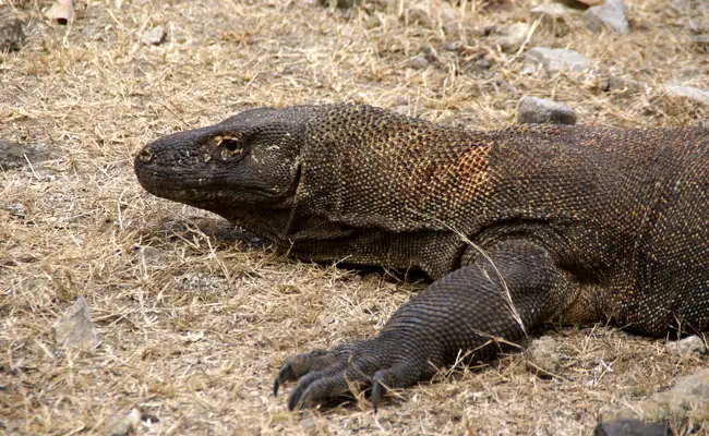 Komodovaraan: voedsel