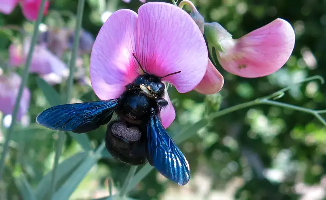 abeille charpentiere 062116