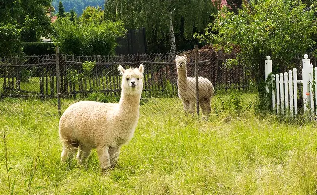 alpaca