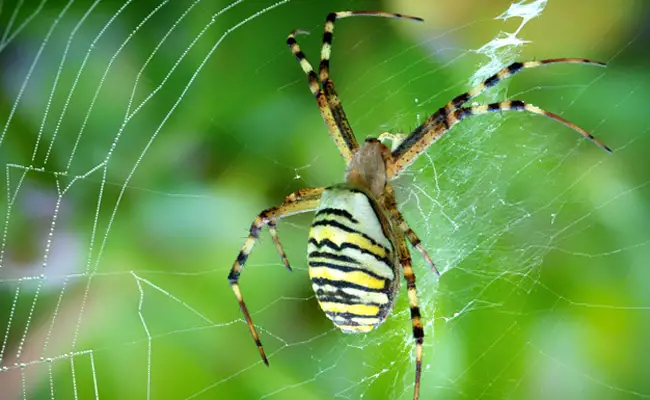 argiope bruennichi 063131