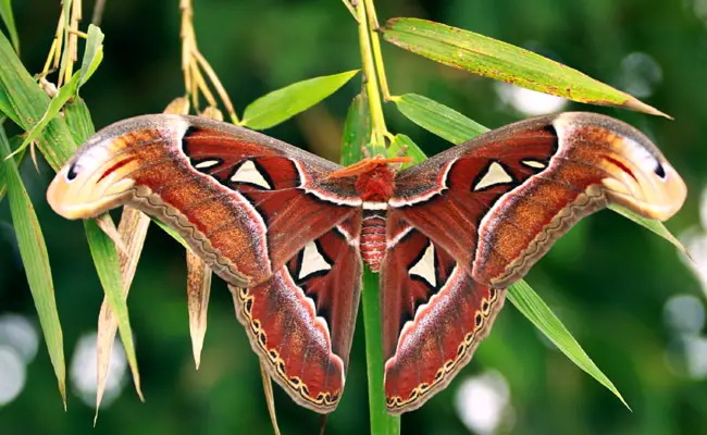 attacus atlas 063220