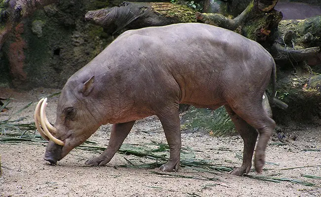 babiroussa 082340