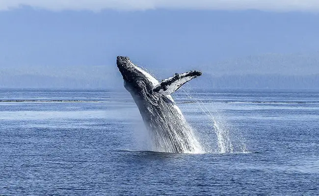 baleine bosse 165451