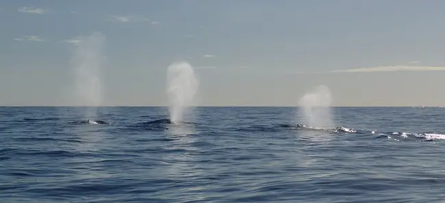 walvissen om naar te kijken in de oceaan