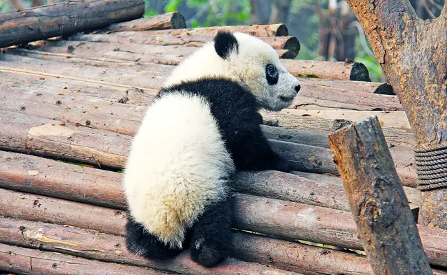 babypanda