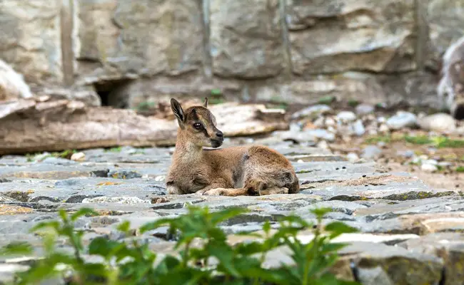 baby alpiene steenbok