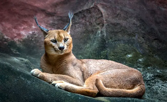 caracal 073132