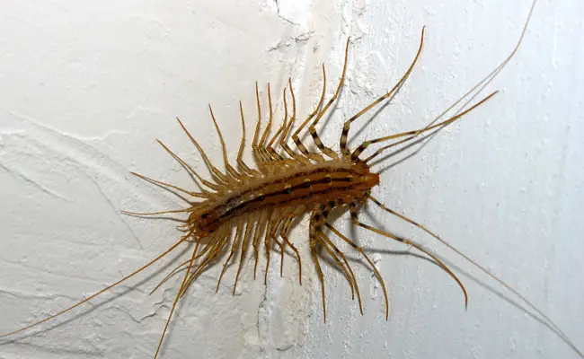 centipede 071352