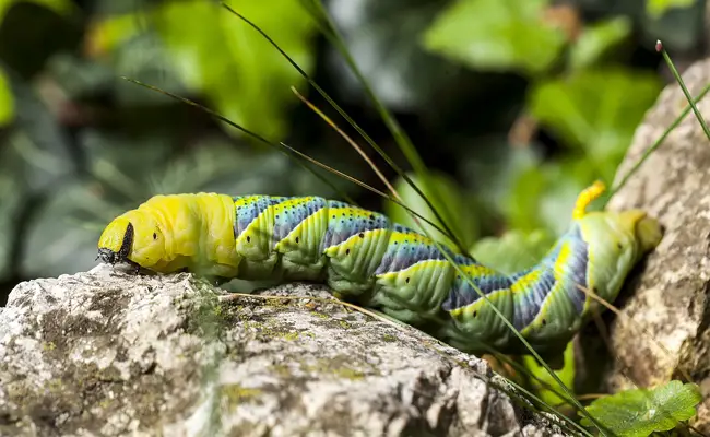 Caterpillar en pop: close-up 