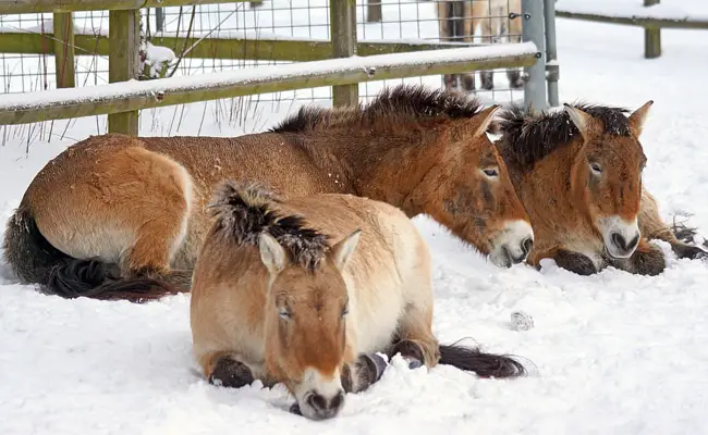 chevaux przewalski 100301