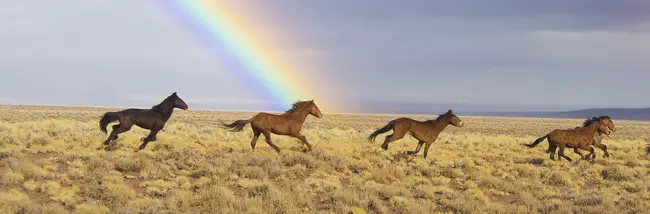 Przewalski's paarden