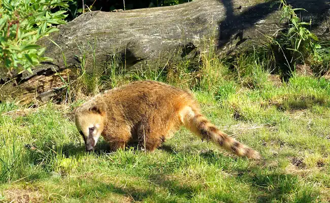 coati 084712